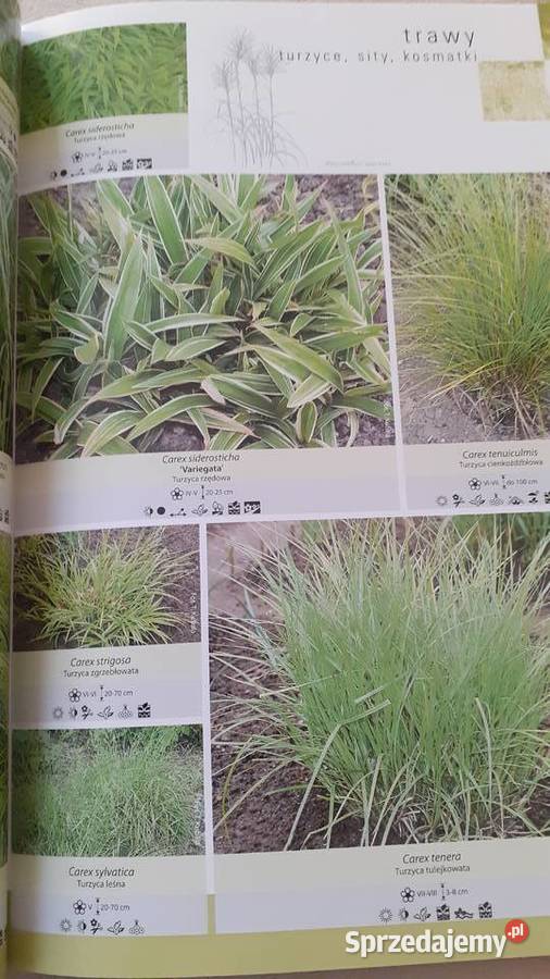 Trawy turzyce sity kosmatki przyroda, krajobrazy Książki i Podręczniki Szczecin