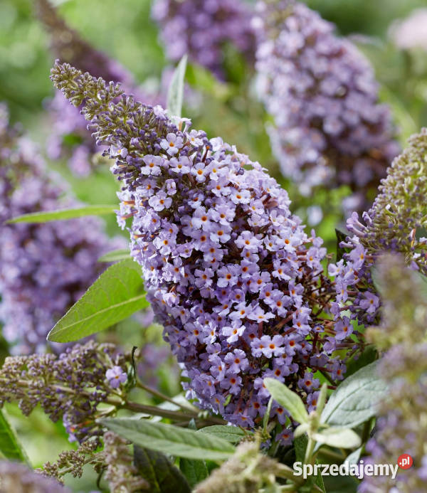 BUDLEJA BUTTERFLY CANDY LILA SWEETHEART sadzonki Liściaste Lubanie