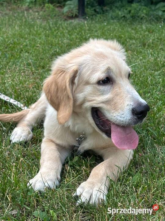 Szczeniak rasy Golden Retriever Września
