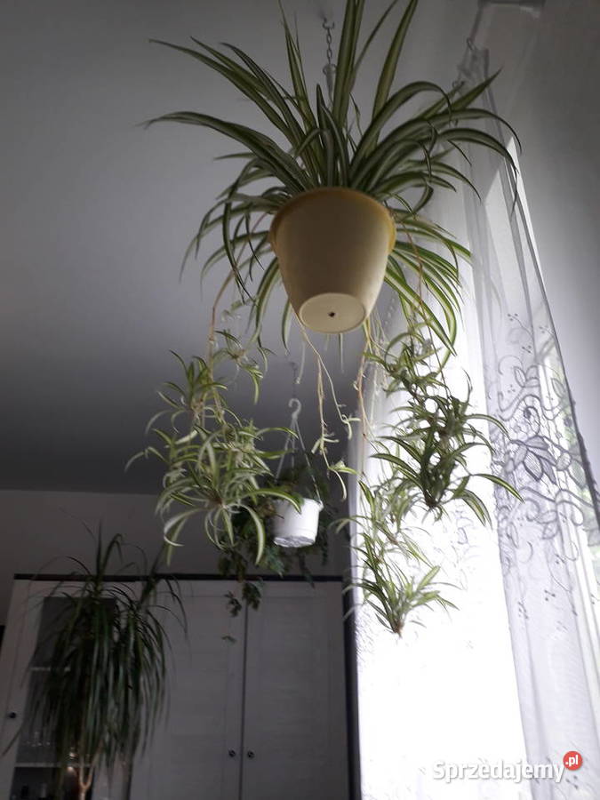 Zielistka cudna kwiat domowy Skoczów