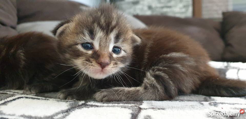 Maine Coon Krotoszyn sprzedam