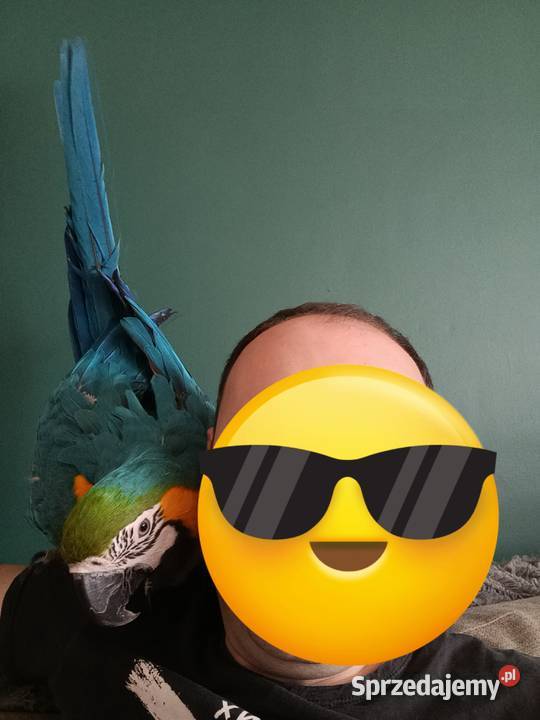 Papuga ara klatka Miedźna