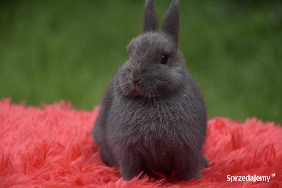 Króliki karzełki niderlandzkie teddy karzełek Lipno