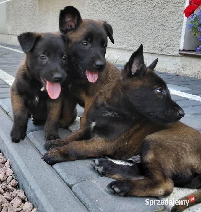 Sprzedam Owczarki Belgijskie Malinois Radgoszcz