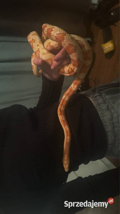 Sprzedam węża zbożowego z terrarium Nowa Dęba