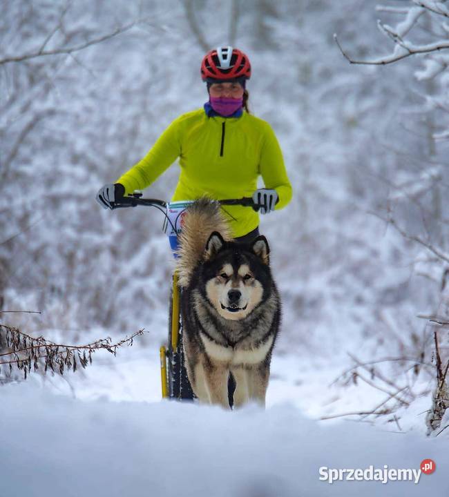 Alaskan Malamute jesień 2026 Arctic Challenge Wesoła