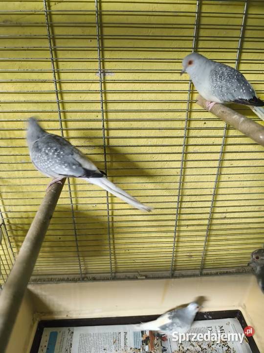 Gołąbki diamentowe Ptaki Poznań