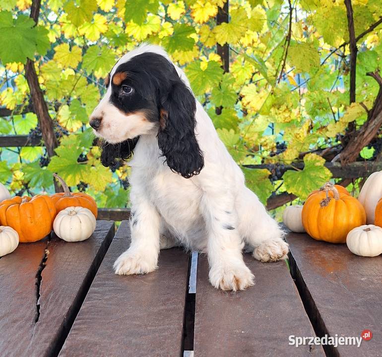 Cocker spaniel angielski Cocker Spaniel Kowal