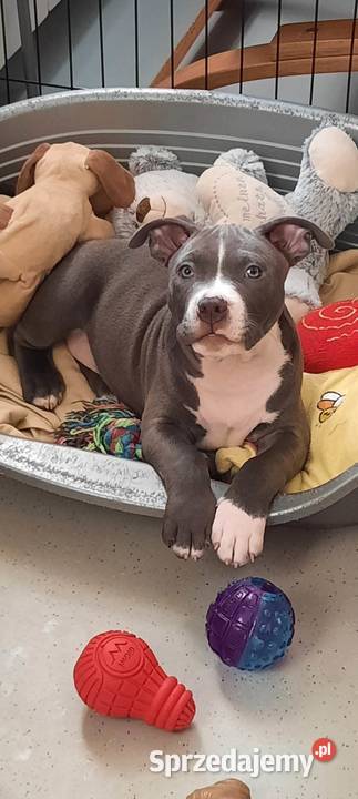 Amstaff BLUE I BŁĘKITNOPŁOWE ODBIÓR Dęblin