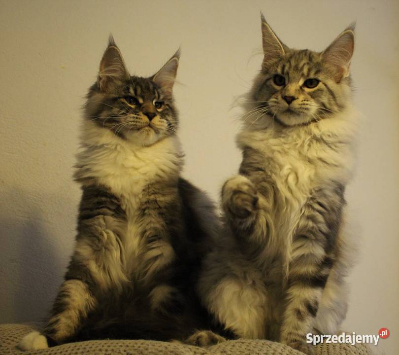 Siostrzyczki maine coon Maine Coon dolnośląskie