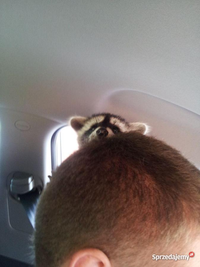 Cudowny malutki szopik szuka domu Warszawa sprzedam