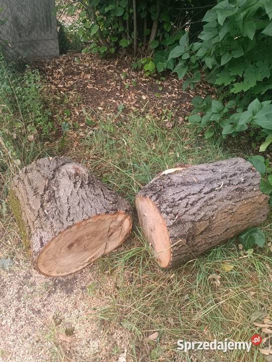 Duża ilość drzewa Szczecin