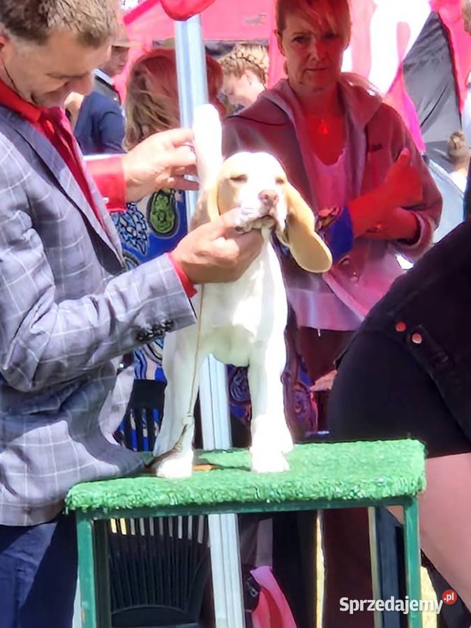Piesek Beagle ZkwpFCI Championach DNA