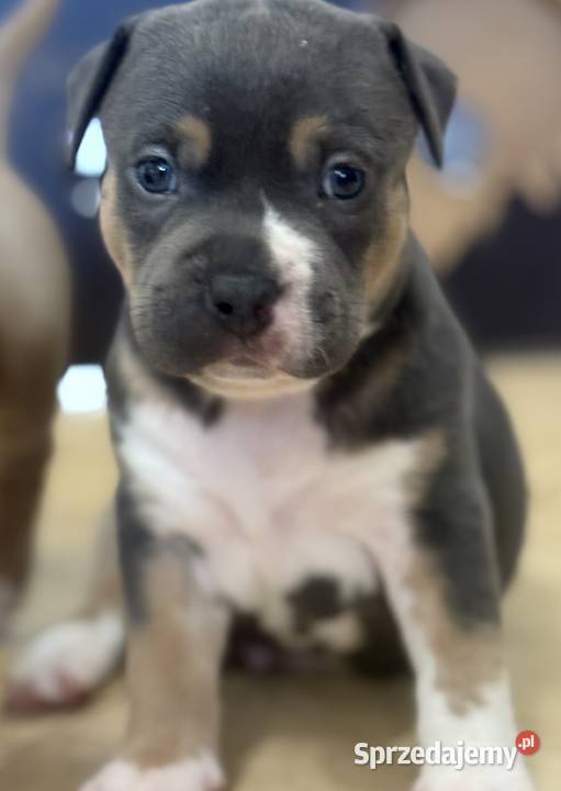 Amstaff Zapraszamy do rezerwacji Szczenięta o Sarnowo