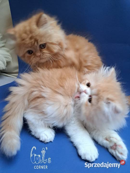 Śliczne kocięta perskie sprzedam