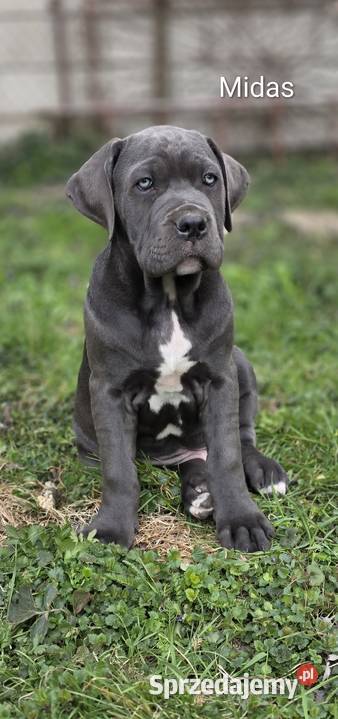 Bandog American lubelskie Tuczna