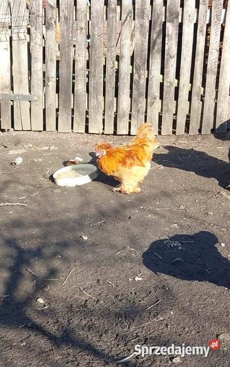 Kogut Kochin karłowaty Wola Młocka
