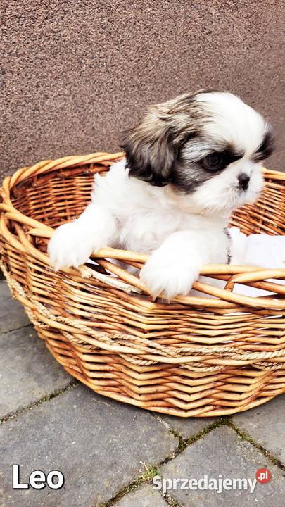 Śliczne Shih Tzu maluchy wychowane w domu Bochnia