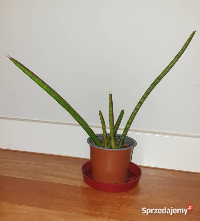 Sansewieria cylindryczna sansa wysokość 30 Warszawa