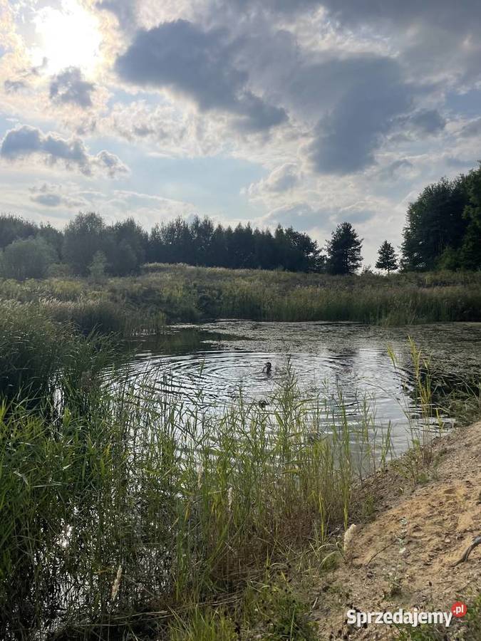 Bezpośrednio 26 Warszawy działka budowlana 3684 budowlana