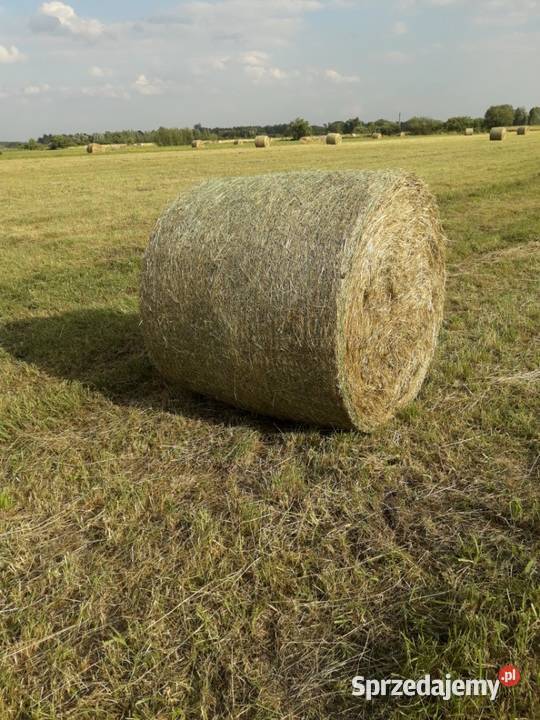 Sprzedam siano w beli Karpin
