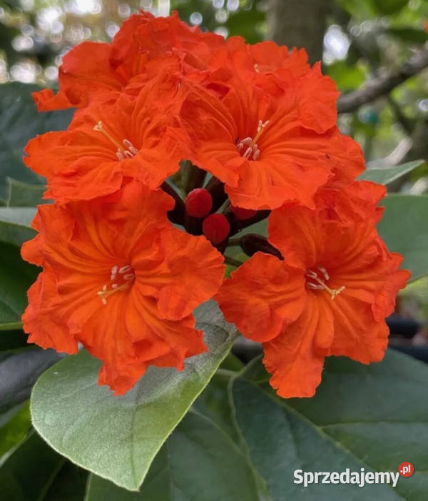 KOSTLIWKA SZKARŁATNA Cordia sebestena NASIONA Lubanie