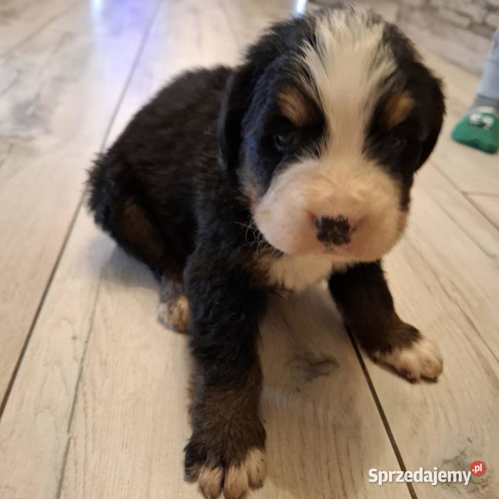 Szczeniaki berneński pies pasterski