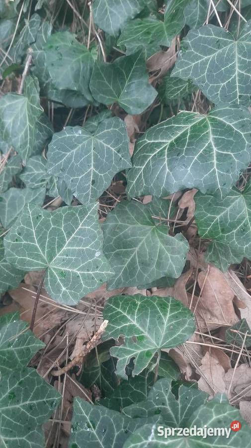 Bluszcz zimozielony pnącze do cienia okrywowa Borówno