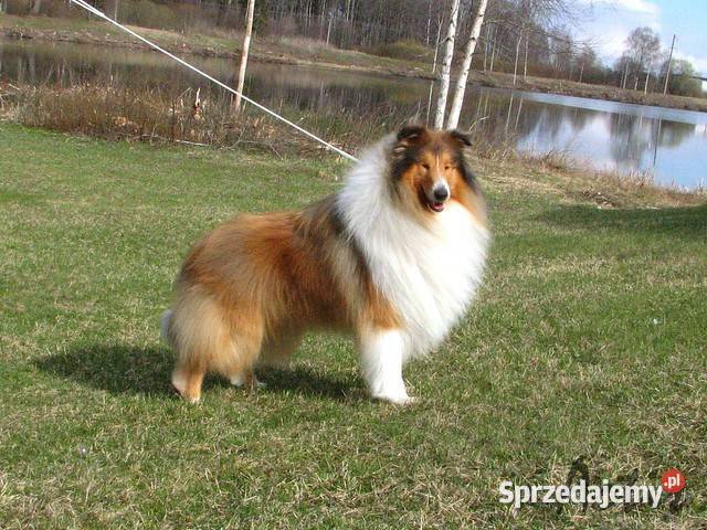 COLLIE Owczarki Szkockie szczeniaki Multi Ch