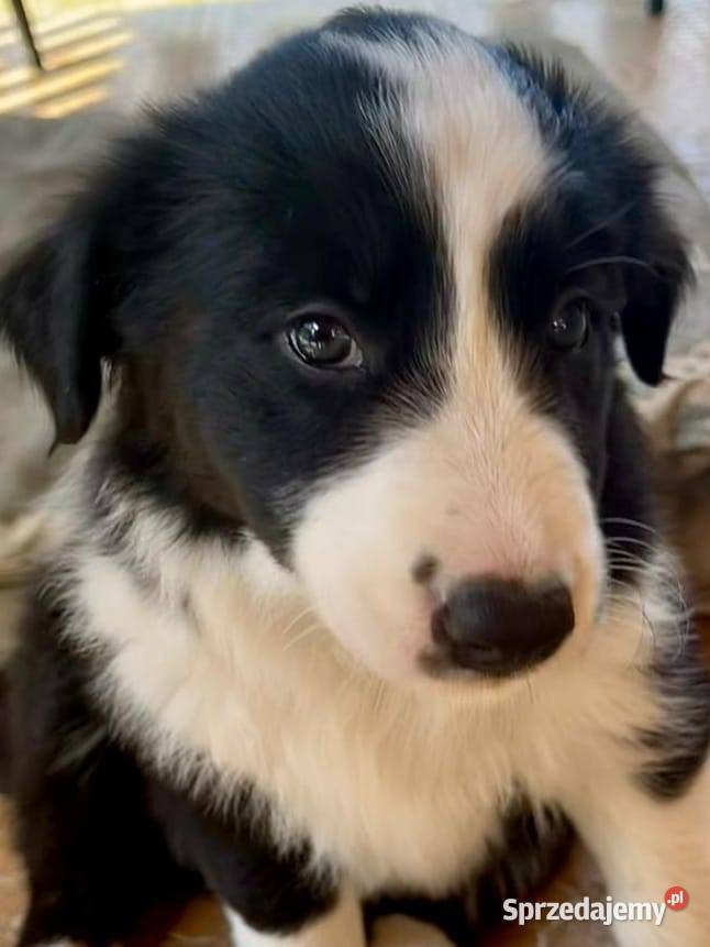 ładne szczeniaki Border Collie Nowa Wieś sprzedam