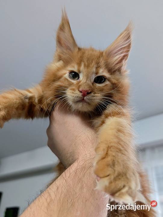 Maine Coon kocur do hodowli Championach mazowieckie