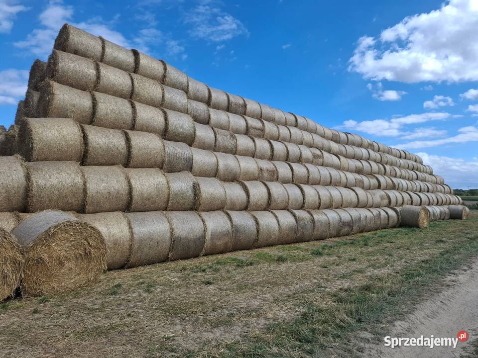 Słoma Trawy, słoma Produkcja roślinna Ziębice