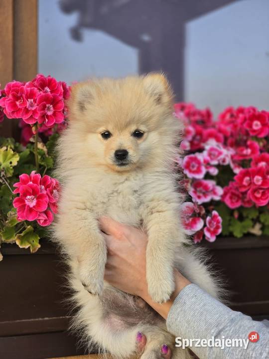Szpic miniaturowy pomeranian Laski sprzedam