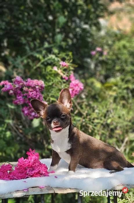Czekoladowy szczeniak chihuahua Szczecin