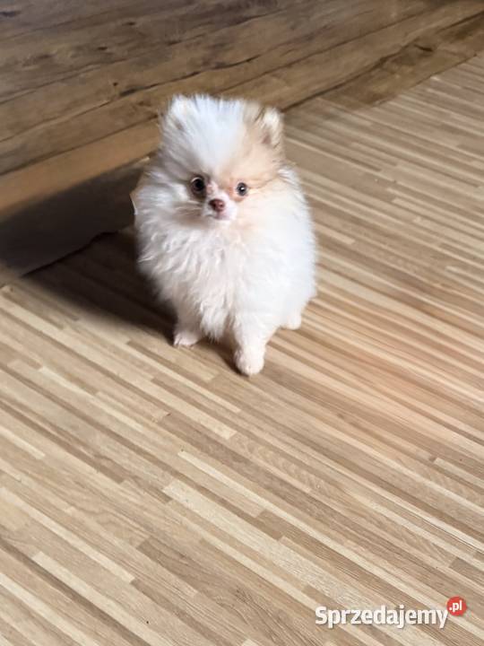 Szpic miniaturowy pomeranian Częstochowa