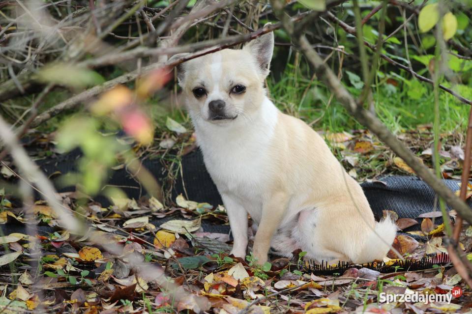 Chihuahua piesek piętnaście miesięcy TANIO małopolskie Myślenice