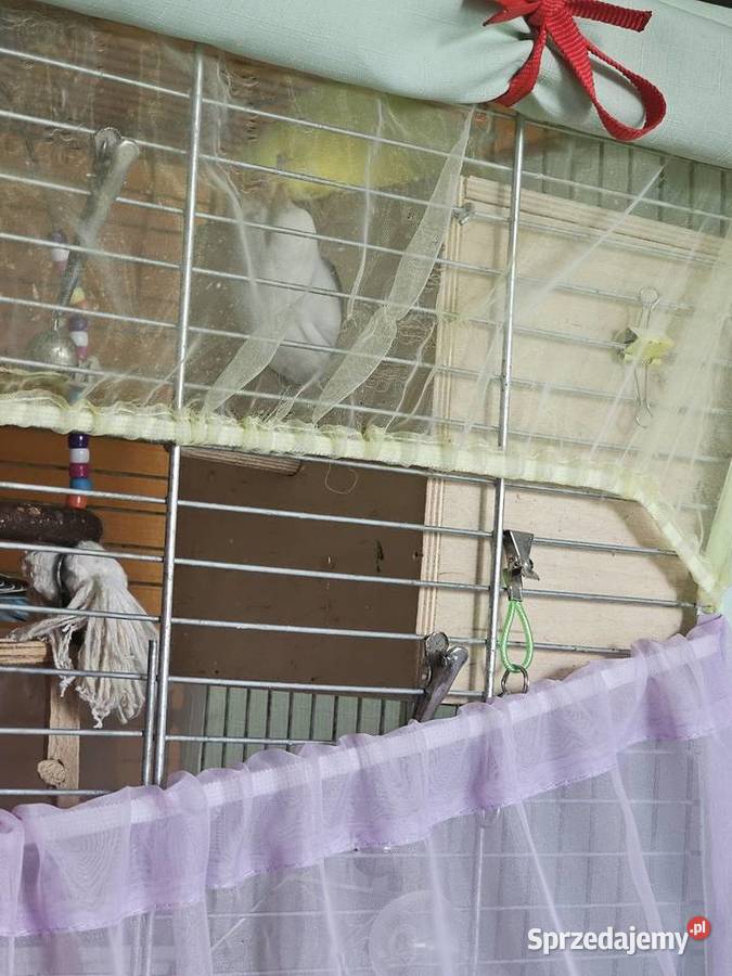 Papugi faliste z klatką i wyposażeniem Częstochowa