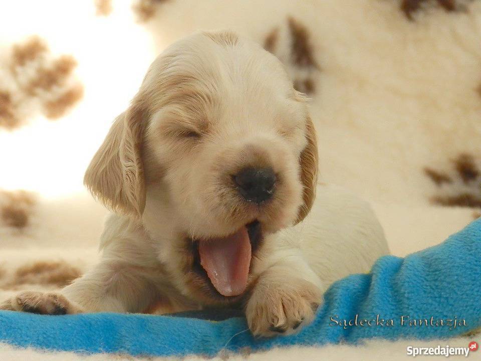 Cocker Spaniel Angielski Szczenięta z rodowodem