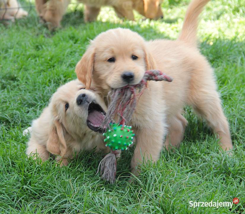Chłopczyk linii Amerykański Golden Retriever