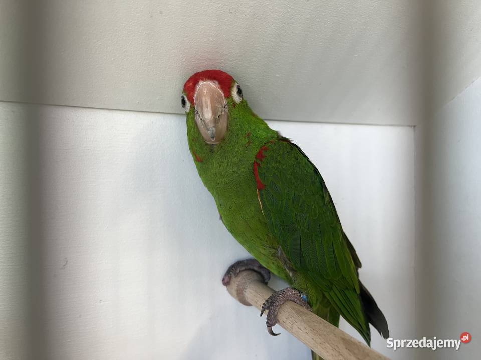 Konura Maskowa Samiec