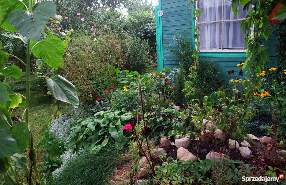 Sprzedam działkę ROD 350m2 Warszawa Nadwiśle sprzedam