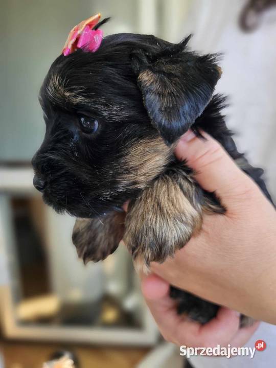 Mini Dziewczynka York z Rodowodem BLACK York