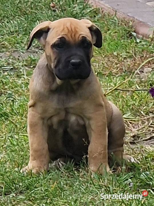 SPRZEDAM SZCZENIAKI CANE CORSO Lubartów