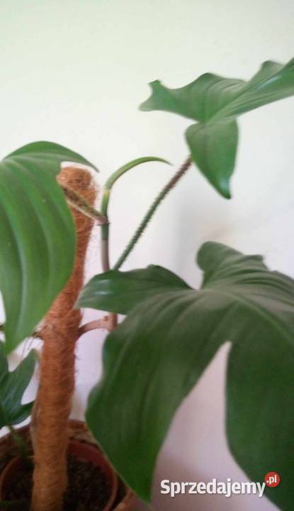 011Kwiaty doniczkowe Philodendron squamiferum Warszawa