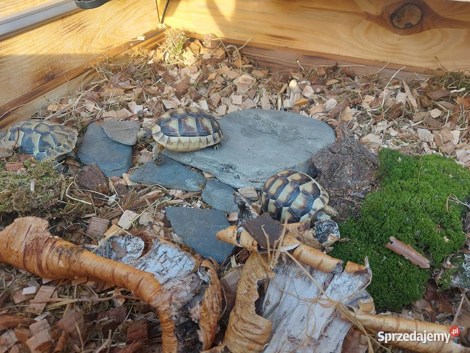 Terrarium rzemieślnicze żółwia lądowego