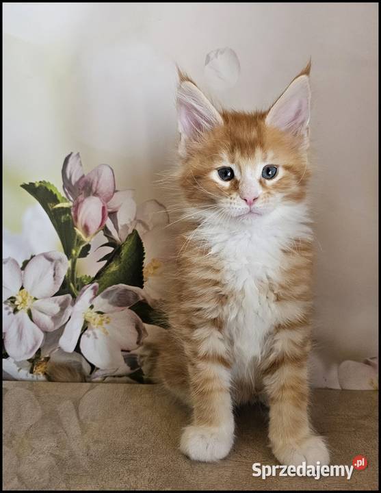 Kocurek Maine Coon Necati Kraków