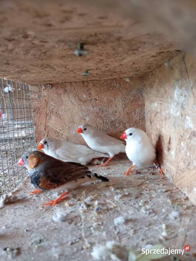 Zeberki pary lęgowe Zwierzęta Jasło