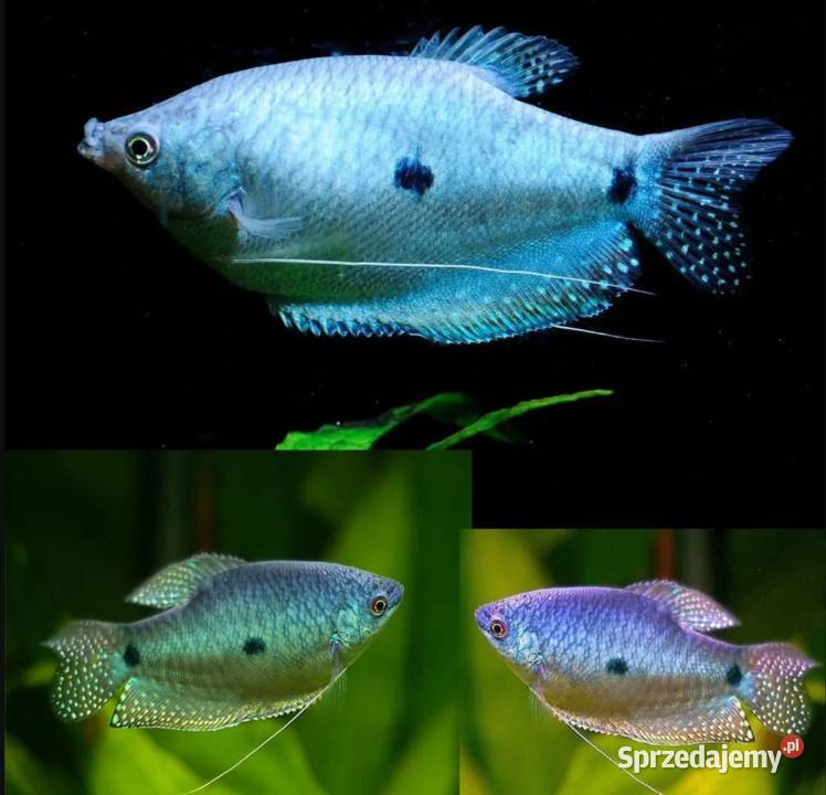 Gurami dwuplamisty Gurami dwuplamy Gurami Gdańsk