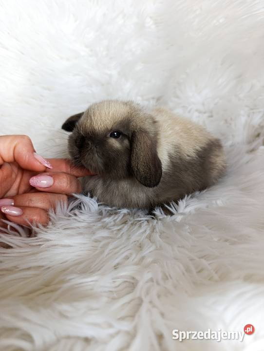 Królik miniaturka mini lop małopolskie Szczucin