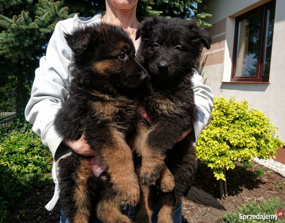 Owczarek niemiecki szczenięta długowłose